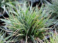 Silvery rigid grass like foliage in tight mounds